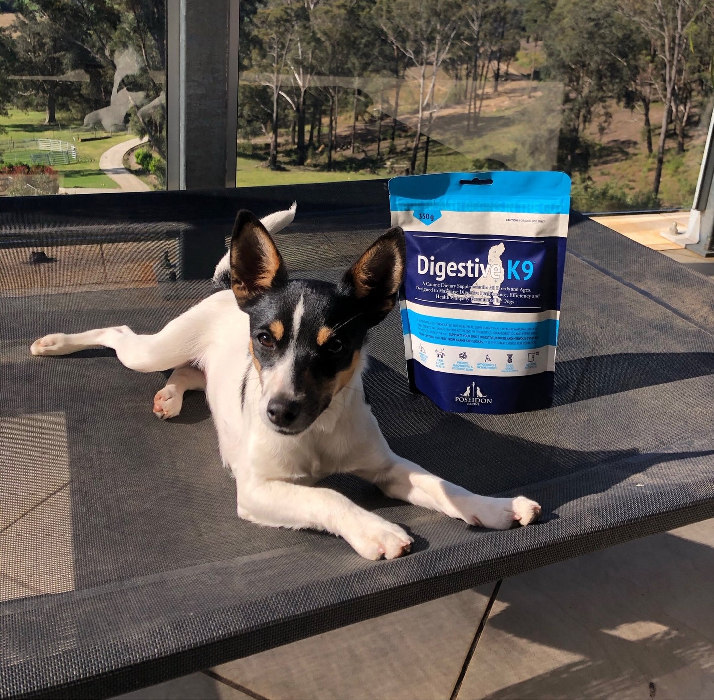 Digestive K9 Pre and Probiotic Gut Supplement for Dogs